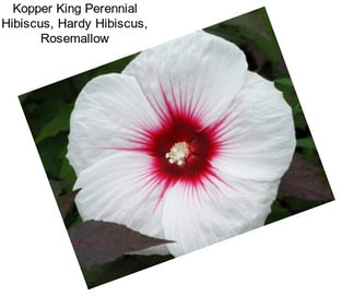 Kopper King Perennial Hibiscus, Hardy Hibiscus, Rosemallow