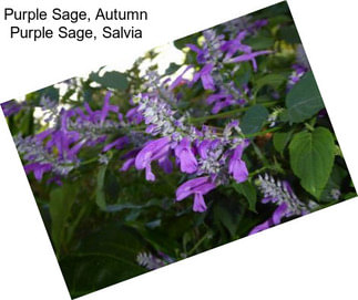 Purple Sage, Autumn Purple Sage, Salvia