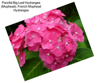 Parzifal Big Leaf Hydrangea (Mophead), French Mophead Hydrangea