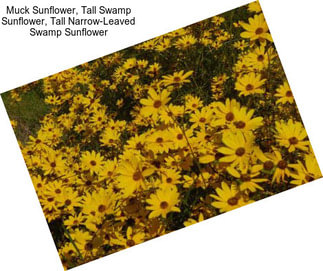 Muck Sunflower, Tall Swamp Sunflower, Tall Narrow-Leaved Swamp Sunflower