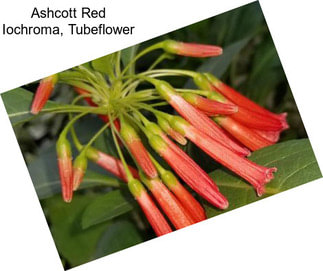 Ashcott Red Iochroma, Tubeflower