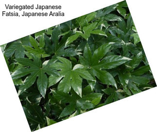 Variegated Japanese Fatsia, Japanese Aralia