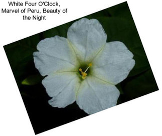 White Four O\'Clock, Marvel of Peru, Beauty of the Night