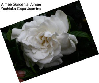 Aimee Gardenia, Aimee Yoshioka Cape Jasmine