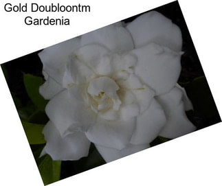 Gold Doubloontm Gardenia