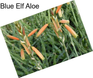 Blue Elf Aloe