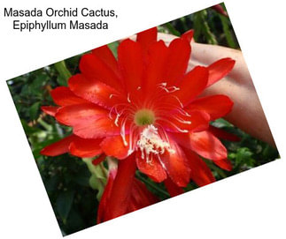 Masada Orchid Cactus, Epiphyllum Masada