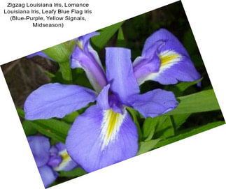 Zigzag Louisiana Iris, Lomance Louisiana Iris, Leafy Blue Flag Iris (Blue-Purple, Yellow Signals, Midseason)