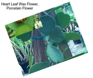 Heart Leaf Wax Flower, Porcelain Flower