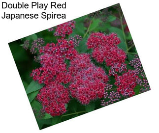 Double Play Red Japanese Spirea