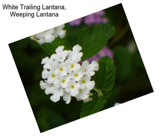 White Trailing Lantana, Weeping Lantana