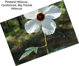 Pineland Hibiscus, Comfortroot, Big Thicket Hibiscus