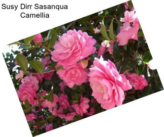 Susy Dirr Sasanqua Camellia