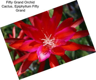 Fifty Grand Orchid Cactus, Epiphyllum Fifty Grand