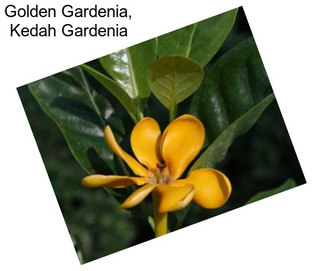 Golden Gardenia, Kedah Gardenia