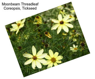 Moonbeam Threadleaf Coreopsis, Tickseed