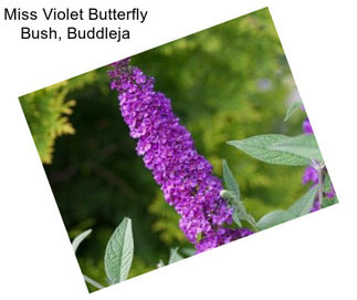 Miss Violet Butterfly Bush, Buddleja