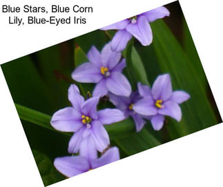 Blue Stars, Blue Corn Lily, Blue-Eyed Iris