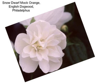 Snow Dwarf Mock Orange, English Dogwood, Philadelphus