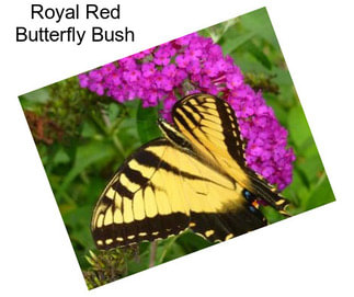 Royal Red Butterfly Bush