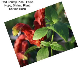 Red Shrimp Plant, False Hope, Shrimp Plant, Shrimp Bush