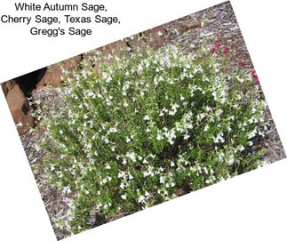 White Autumn Sage, Cherry Sage, Texas Sage, Gregg\'s Sage