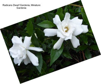 Radicans Dwarf Gardenia, Miniature Gardenia