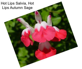 Hot Lips Salvia, Hot Lips Autumn Sage