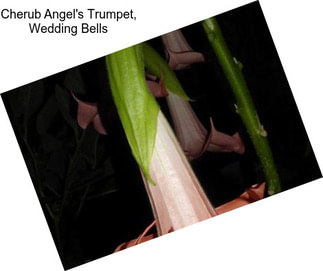 Cherub Angel\'s Trumpet, Wedding Bells