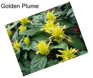 Golden Plume