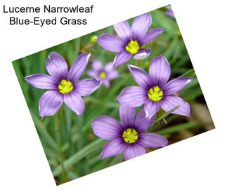 Lucerne Narrowleaf Blue-Eyed Grass