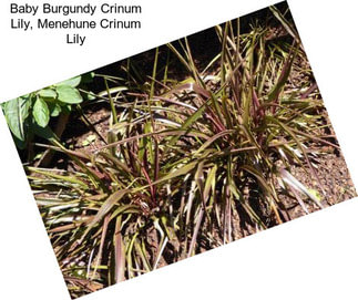 Baby Burgundy Crinum Lily, Menehune Crinum Lily