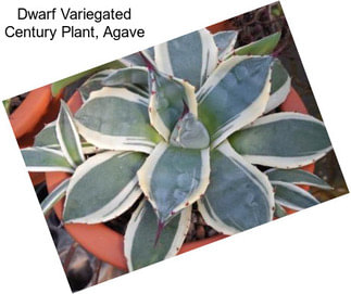 Dwarf Variegated Century Plant, Agave