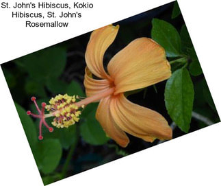 St. John\'s Hibiscus, Kokio Hibiscus, St. John\'s Rosemallow