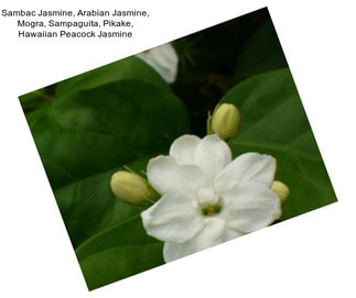 Sambac Jasmine, Arabian Jasmine, Mogra, Sampaguita, Pikake, Hawaiian Peacock Jasmine