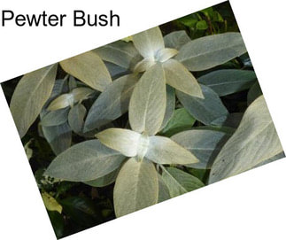 Pewter Bush