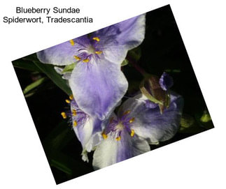 Blueberry Sundae Spiderwort, Tradescantia
