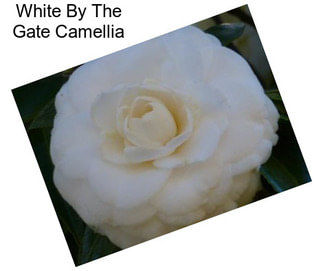 White By The Gate Camellia