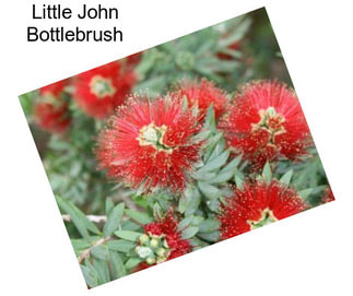 Little John Bottlebrush