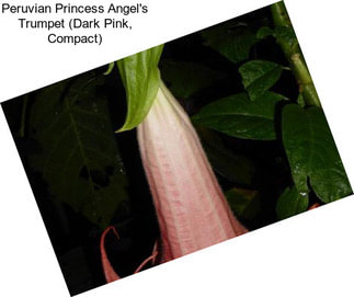 Peruvian Princess Angel\'s Trumpet (Dark Pink, Compact)