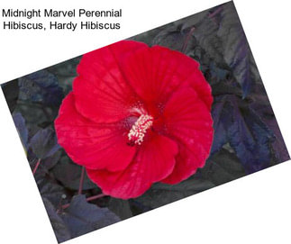 Midnight Marvel Perennial Hibiscus, Hardy Hibiscus