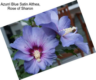 Azurri Blue Satin Althea, Rose of Sharon