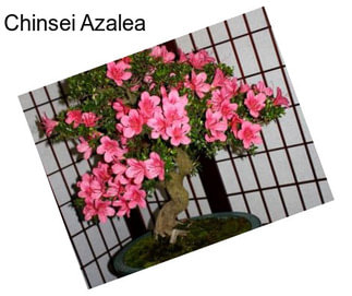 Chinsei Azalea