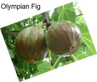 Olympian Fig
