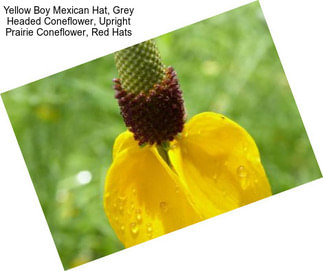 Yellow Boy Mexican Hat, Grey Headed Coneflower, Upright Prairie Coneflower, Red Hats