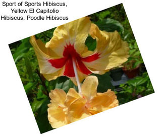 Sport of Sports Hibiscus, Yellow El Capitolio Hibiscus, Poodle Hibiscus