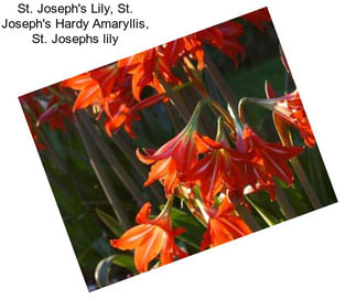 St. Joseph\'s Lily, St. Joseph\'s Hardy Amaryllis, St. Josephs lily