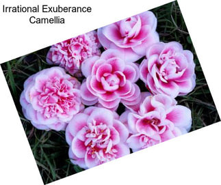 Irrational Exuberance Camellia