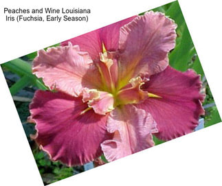 Peaches and Wine Louisiana Iris (Fuchsia, Early Season)
