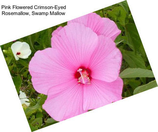 Pink Flowered Crimson-Eyed Rosemallow, Swamp Mallow